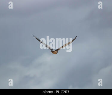 Un busard Saint-Martin prend pour le ciel au-dessus du sud-est de l'Oregon. Banque D'Images