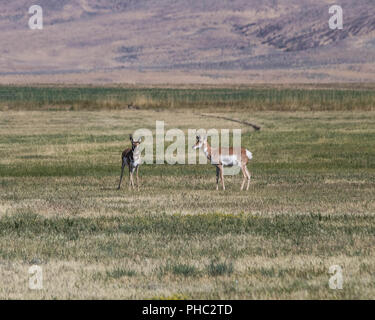 Une paire d'antilope d'être vigilants dans un pâturage près de Rome, de l'Oregon. Banque D'Images