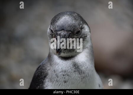 Penguin au zoo Banque D'Images