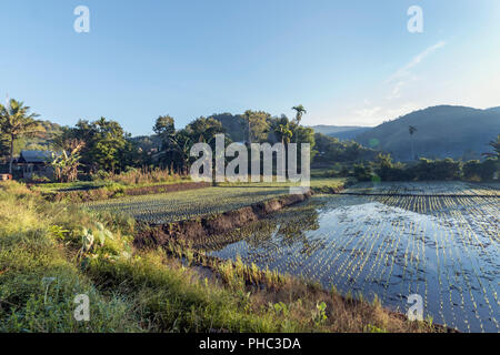 Rizières nouvellement plantés à l'aube, Moni, à l'Est de Nusa Tenggara, en Indonésie Banque D'Images