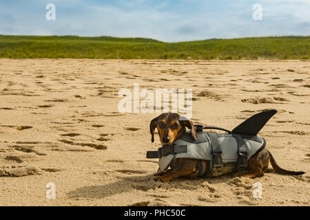 Chiot teckel à Cape Cod Beach Banque D'Images