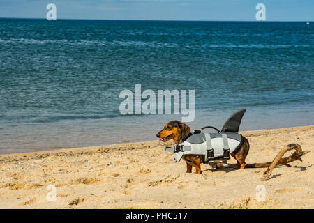 Chiot teckel à Cape Cod Beach Banque D'Images