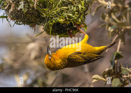 Oiseau jaune weaver à la construction du nid Banque D'Images