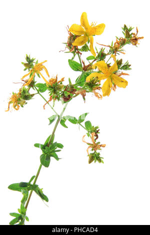 Du vrai du millepertuis (Hypericum perforatum) Banque D'Images