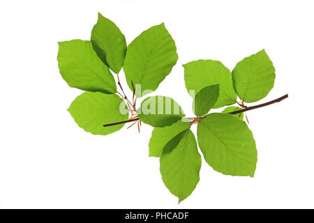 Hêtre européen (Fagus sylvatica) Banque D'Images
