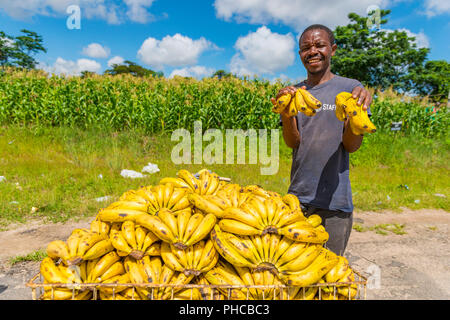 Un vendeur de bananes vu dans les rues de Harare, Zimbabwe Banque D'Images