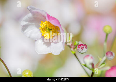 Fleur rose pâle anémone Japonaise, close-up Banque D'Images