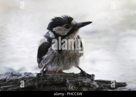 Great spotted woodpecker Banque D'Images