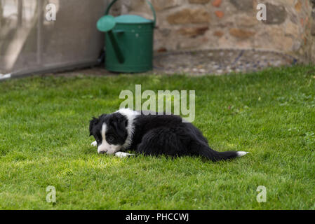 Fatigué chiot est couché dans la prairie - Australian Shepherd Banque D'Images