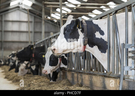 Vaches dans une étable sur une ferme laitière Banque D'Images