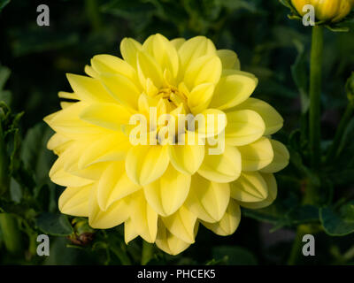 Belles fleurs colorées d'un dahlias sur une journée ensoleillée Banque D'Images