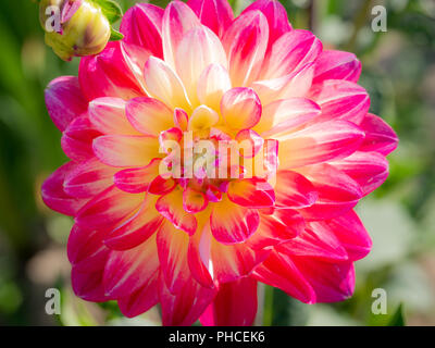 Belles fleurs colorées d'un dahlias sur une journée ensoleillée Banque D'Images