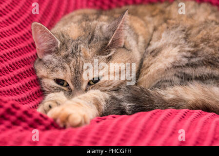 Chat gris couché confortablement sur un canapé libre Banque D'Images