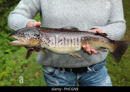 Présentation d'une brune, Salmo trutta fario Banque D'Images