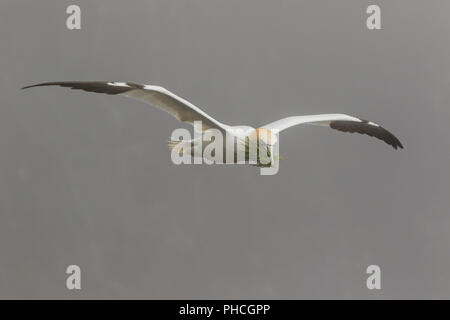 Dans le brouillard de bassan, Morus bassanus, réserve écologique de Cape St. Mary's, Terre-Neuve, Canada, colonie de reproduction des oiseaux,, Banque D'Images