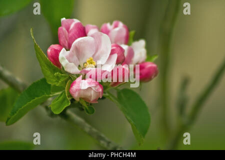 Apple Blossom au printemps Banque D'Images