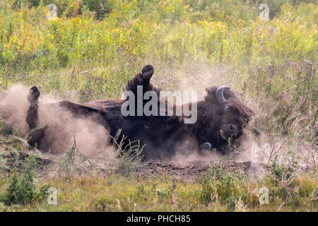 Le bison d'Amérique (Bison bison) mâle rouleaux dans un trou bourbeux en prenant un bain de poussière, le parc national de Yellowstone, Wyoming, USA. Banque D'Images