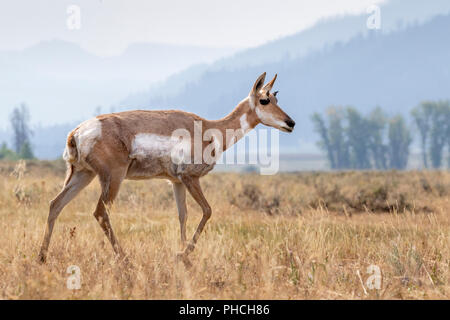 Pronghorn (Antilocapra americana) dans les prairies de la vallée de Lamar, Yellowstone National Park, Wyoming, USA Banque D'Images