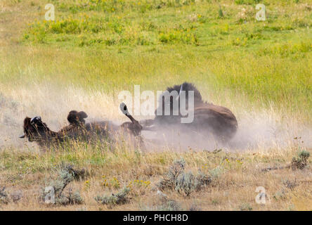 Le bison d'Amérique (Bison bison) rouleaux dans un trou bourbeux en prenant un bain de poussière, le parc national de Yellowstone, Wyoming, USA. Banque D'Images