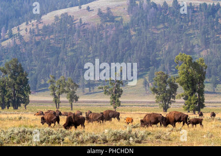 Le bison d'Amérique (Bison bison) élevage le long de la rivière Lamar, Yellowstone National Park, Wyoming, USA. Banque D'Images