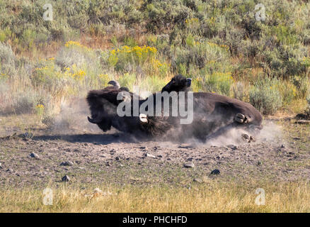 Le bison d'Amérique (Bison bison) mâle rouleaux dans un trou bourbeux en prenant un bain de poussière, le parc national de Yellowstone, Wyoming, USA. Banque D'Images