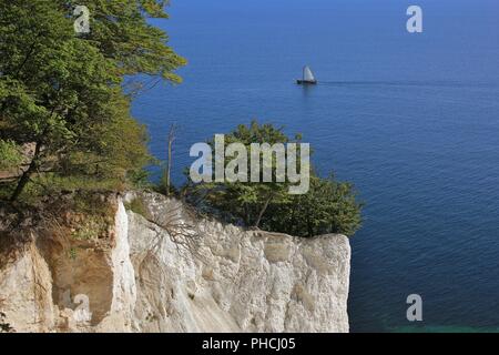 L'arboriculture sur Moens klint. Falaise de calcaire. Banque D'Images