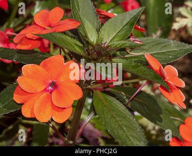 Busy lizzy Impatiens walleriana Banque D'Images