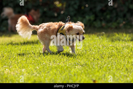 Petite blonde Chihuahua dog Banque D'Images