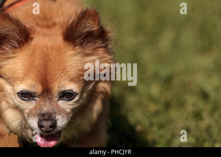 Petite blonde Chihuahua dog Banque D'Images