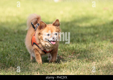 Petite blonde Chihuahua dog Banque D'Images