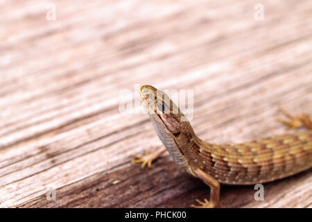 Elgaria multicarinata lézard-alligator du sud Banque D'Images