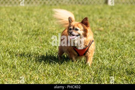 Petite blonde Chihuahua dog Banque D'Images