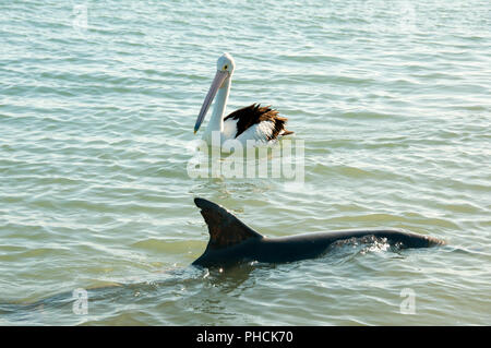 Dauphin sauvage & Pelican - Monkey Mia - Australie Banque D'Images