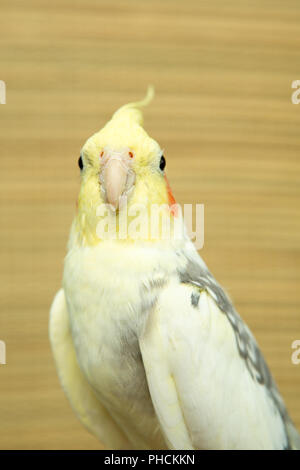 Corella parrot avec joues rouges et de longues plumes Banque D'Images