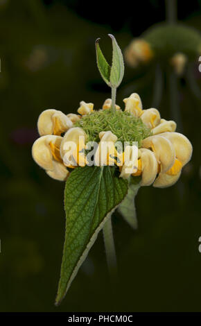 Jérusalem sage, Baptisia australis, Banque D'Images