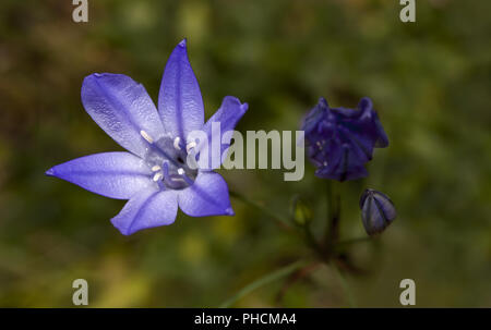 Grassnut Triteleia laxa Banque D'Images