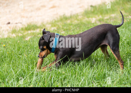 Petit chien jouant sur le pré - pinscher nain Banque D'Images