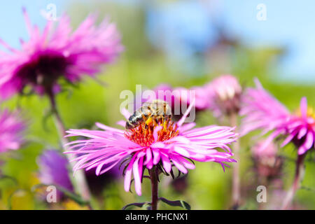 Une abeille se trouve sur l'aster et recueille nectar Banque D'Images