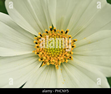 Cosmos flower close up Banque D'Images