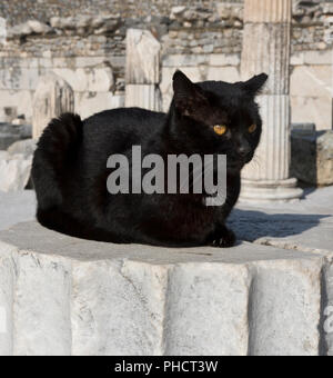 Chat noir assis sur un pilier à Éphèse, Turquie Banque D'Images