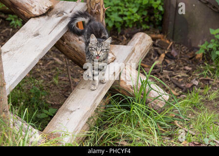 Bébé chat s'étire et bâille sur l'ancien escalier en bois piscine Banque D'Images