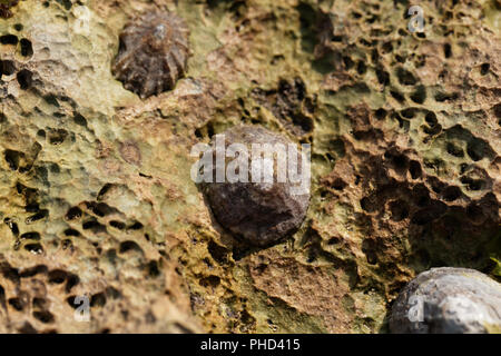 Patelle commune snail (Patella vulgata) sur un rocher. Banque D'Images