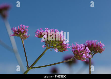 Purpletop verveine (Verbena bonariensis, Jätteverbena) Banque D'Images