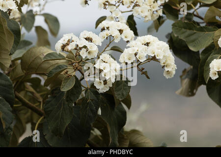 Fleurs de l'exotic (Cordia africana) Banque D'Images