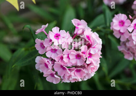 'Bright Eyes' hémérocalle, Höstflox (Phlox paniculata) Banque D'Images