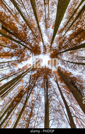 Metasequoia woods en automne Banque D'Images