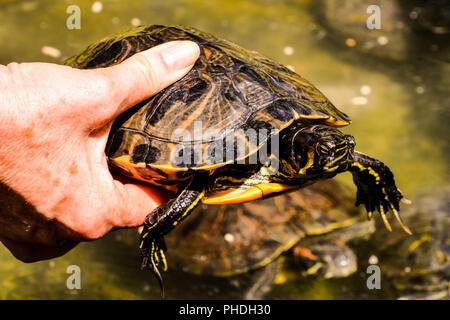 Curseur de tortues Trachemys scripta commune Banque D'Images