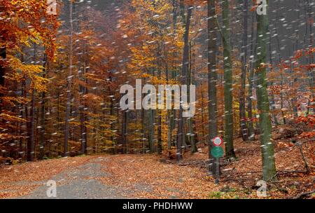 Neige dans une forêt aux couleurs autumnally Banque D'Images