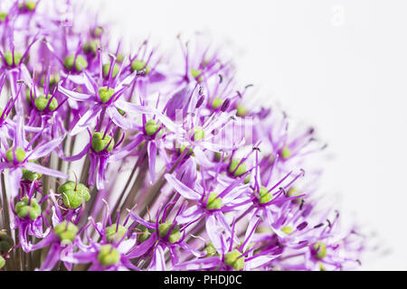 Close up of a purple sensation allium Banque D'Images