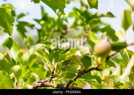 Les jeunes pommes aigres au début de la croissance, close-up sur le pommier après la floraison et l'ovaire de nouveaux fruits de pommes Banque D'Images